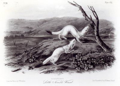 Little Nimble Weasel by John Woodhouse Audubon